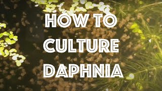 How To Culture Daphnia Magna [upl. by Abbotsun946]