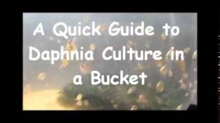 How to culture daphnia outside [upl. by Aztilay472]