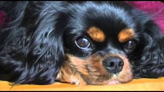 Cavalier King Charles Spaniel [upl. by Anelrats464]