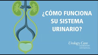 ¿Cómo Funciona Su Sistema Urinario  Urology Care Foundation [upl. by Harmony]