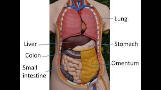 Gastrointestinal anatomy and physiology Part 1 [upl. by Charis]