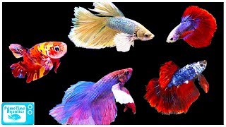 Betta Fish Care Guide Everything You Need to Know [upl. by Earezed]