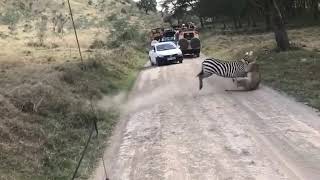 Intense fight between zebra and lioness [upl. by Jak]