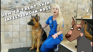 How to Treat Skin Infections in Dogs  Pyoderma [upl. by Ahsieket]