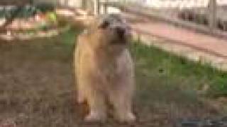 Cairn Terrier Breed [upl. by Ecille]