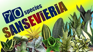 70 SANSEVIERIA SPECIES  HERB STORIES [upl. by Ramraj]