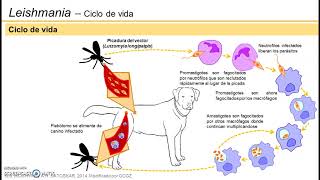 Leishmaniasis visceral  Ciclo de vida [upl. by Nnylear]