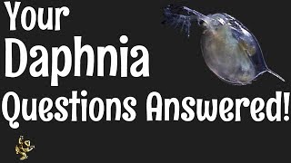 Daphnia Questions Answered [upl. by Airamahs]