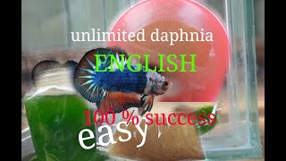 daphnia moina culture Easy way Unlimited production English  with sub Green water Chlorella [upl. by Eillim]