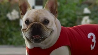 10 Funny Dog Commercials [upl. by Terrag]