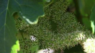 How Grapevines Bloom and Fruit Develops  Grape Flowers at Jordan  Wine Education Videos [upl. by Esiahc]