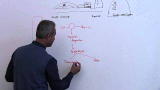 Immunology Neutrophil Lecture 3 Part 7 [upl. by Nedla767]