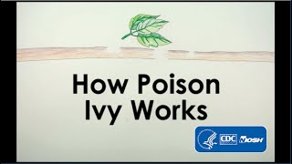 How Poison Ivy Works [upl. by Aicenra]