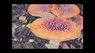 Amanita muscaria Identification [upl. by Miguelita]