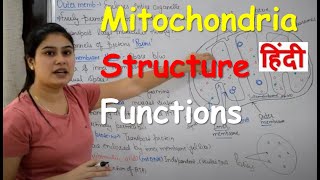 Mitochondria in Hindi  Cell Organelles  Structure  Functions [upl. by Odlavu]