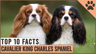 Cavalier King Charles Spaniel  Top 10 Facts [upl. by Andrus]