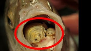 11 Worst PARASITES in the Water [upl. by Adin]