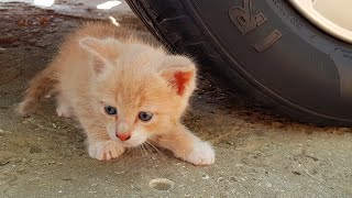 ¡Aplastando cosas crujientes y suaves en coche EXPERIMENTO COCHE vs GATO [upl. by Muller464]