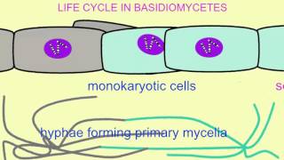 FUNGI LIFE CYCLE IN BASIDIOMYCETES [upl. by Daberath]