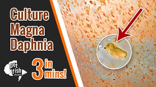 How to culture DAPHNIA MAGNA  The easy way [upl. by Polik]