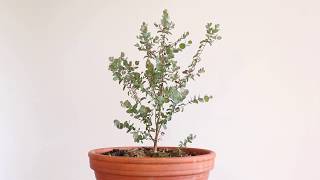 Eucalyptus Bonsai Update 1 [upl. by Johnsson]