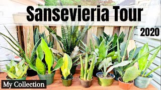 Sansevieria Tour  My Sansevieria Collection 2020   Low Light Houseplants  Rare Sansevieria [upl. by Anihta]