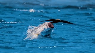 Bird vs Fish  Blue Planet II [upl. by Doss695]