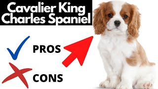 Cavalier King Charles Spaniel Pros And Cons SHOCKING [upl. by Winfred]