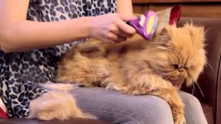 FURminator for Cats Video [upl. by Agnew]