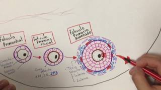 Histología Desarrollo folicular [upl. by Adyan]