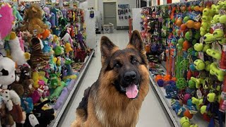 BUYING MY DOG EVERYTHING HE TOUCHES [upl. by Inatsed]