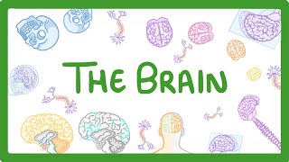 GCSE Biology  The Brain 30 [upl. by Llednahs302]