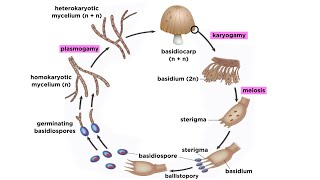 Basidiomycota Part 2 The Mushroom Life Cycle [upl. by Rheims]