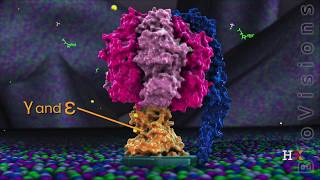 ATP synthase in action [upl. by Adihsaar]