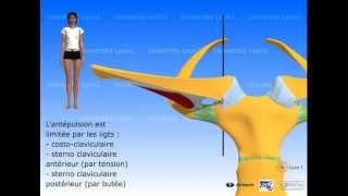 Lépaule  articulation sternocostoclaviculaire [upl. by Niryt]