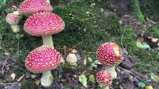 Amanita muscaria The Fly Agaric [upl. by Tiffy]