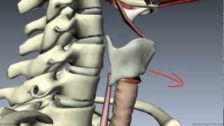 Muscles of the Larynx  Part 1  3D Anatomy Tutorial [upl. by Crissie349]