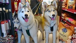 DOGS GO SHOPPING at PETCO [upl. by Goss]