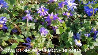 How to Grow Anemone Blanda [upl. by Lepley472]