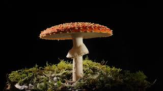 Fly agaric growing time lapse filmed over 3 days Magic mushroom Amanita muscaria [upl. by Etnuahs]