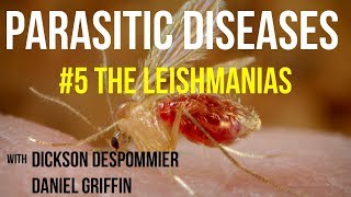 Parasitic Diseases Lectures 5 The Leishmanias [upl. by Anamuj]