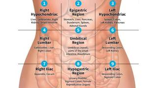 QUADRANTS AND REGIONS OF ABDOMEN  NURSING KNOWLEDGE [upl. by Wachter419]