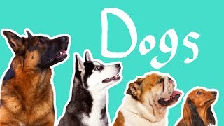 15 Dog Breeds  Dogs for Kids [upl. by Zetana571]