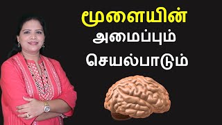 Human Brain  Parts and Functions  Tamil [upl. by Melac]