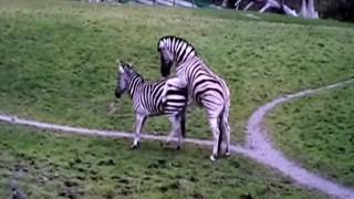 Zebra mating  Must watch HD Full [upl. by Lucia]