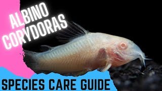 Albino Corydoras  Species Care Guide [upl. by Joselow488]