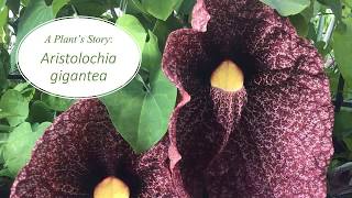 A Plants Story Aristolochia gigantea [upl. by Ijic313]