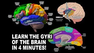 The Central Nervous System The Brain and Spinal Cord [upl. by Ainahtan]