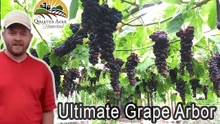 The Ultimate Grape Arbor  Tips on Building a Grape Arbor at Home [upl. by Animlehliw]