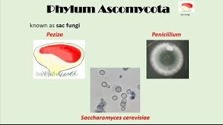 Ascomycota [upl. by Aspasia]